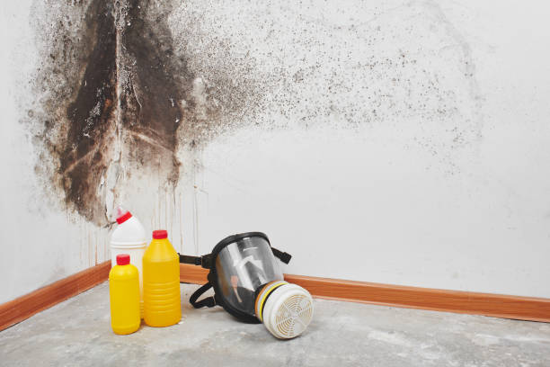 Best Attic Mold Remediation in Nolanville, TX