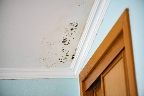 Professional Mold Remediation in Nolanville, TX