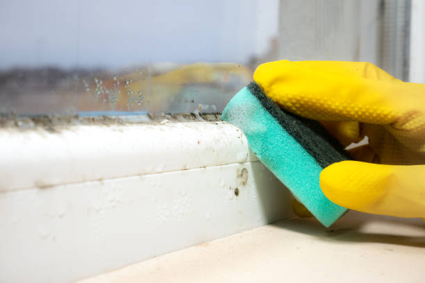 Best Post-Flood Mold Remediation in Nolanville, TX