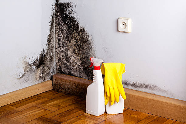 Best Mold Remediation for Schools in Nolanville, TX