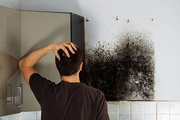 Best Mold Remediation for Specific Building Types in Nolanville, TX