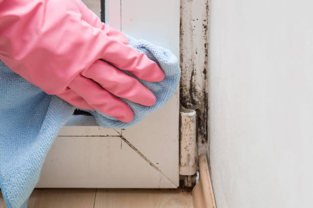Best HVAC Mold Remediation in Nolanville, TX